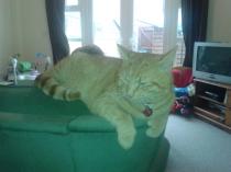 Showing off my lovely 14 year old rescue cat