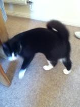 'Ringtail' cat