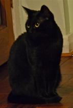 Get your furries out!!