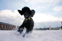 SHOW OFF YOUR DOGS! We can finally post photos here!