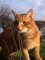 Think my neutered Boy has a crush!