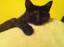 Thread to post photos of your cats
