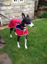 Are you a Greyhound, Whippet or Lurcher owner? Come and have a seat on another new pointy hounds cushion!