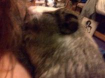 Get your furries out!!