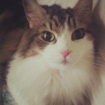 Thread to post photos of your cats
