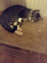 Kitten not eaten, today is the third day