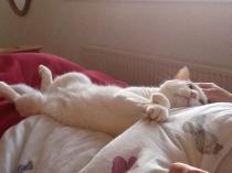Showing off my lovely 14 year old rescue cat