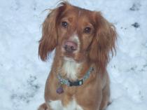 SHOW OFF YOUR DOGS! We can finally post photos here!