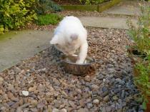 Showing off my lovely 14 year old rescue cat