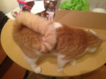 'Ringtail' cat
