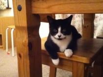 Thread to post photos of your cats