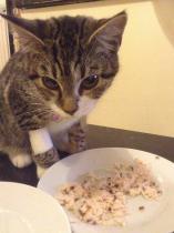 Kitten not eaten, today is the third day