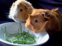 Get your furries out!!