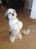 SHOW OFF YOUR DOGS! We can finally post photos here!