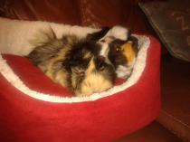 Get your furries out!!