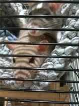 Get your furries out!!