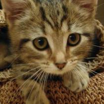 Thread to post photos of your cats