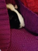 Get your furries out!!