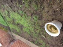 How to salvage this soil into something beautiful? (pics)