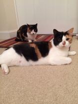 Thread to post photos of your cats