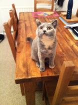 Showing off my lovely 14 year old rescue cat