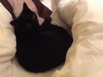 Thread to post photos of your cats
