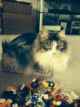 Thread to post photos of your cats