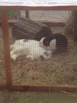 Get your furries out!!