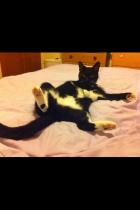 Thread to post photos of your cats