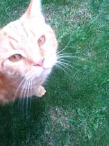 Showing off my lovely 14 year old rescue cat