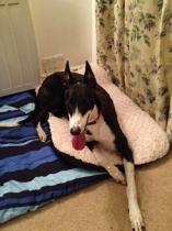 Are you a Greyhound, Whippet or Lurcher owner? Come and have a seat on another new pointy hounds cushion!
