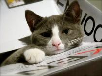 Get your furries out!!