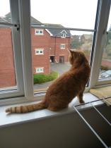 Showing off my lovely 14 year old rescue cat