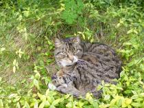 Thread to post photos of your cats