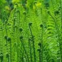 What can I grow in a boggy, shady part of the garden?