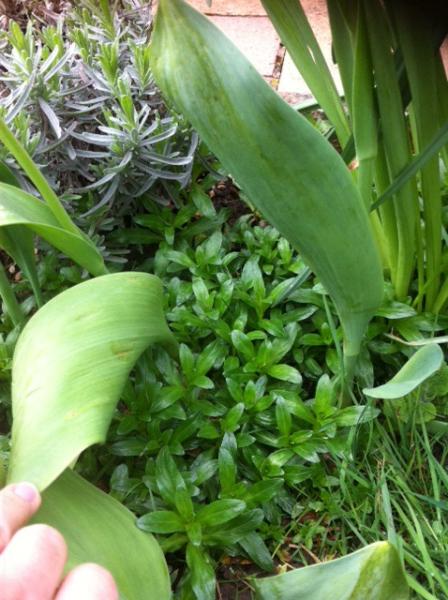 Help me identify this aka is this a weed?