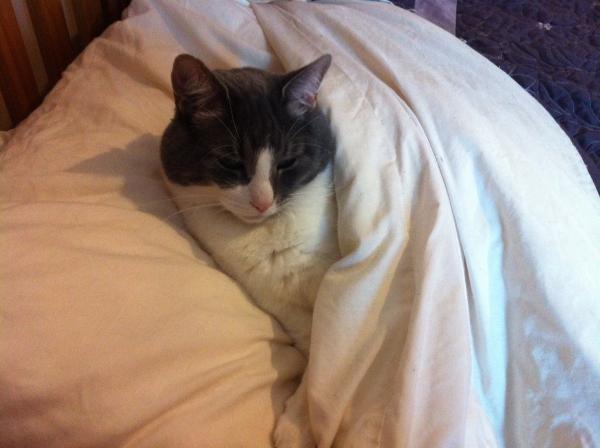 AIBU or is my cat ?