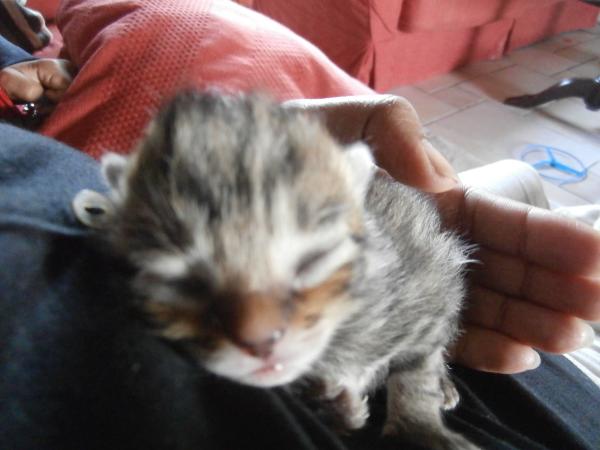 Our cat has just had kittens - now what?