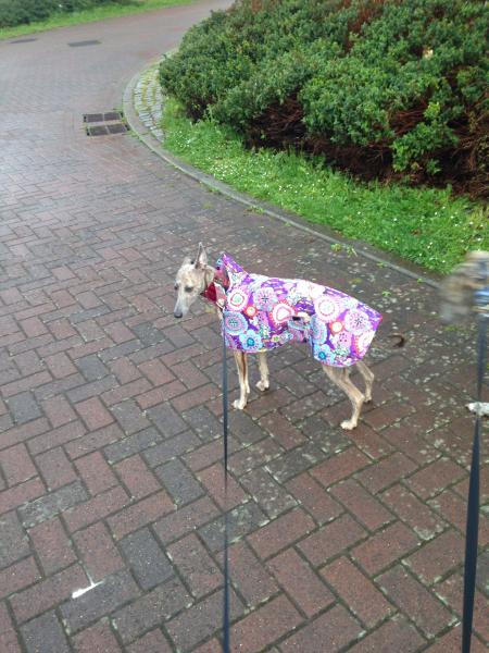 Are you a Greyhound, Whippet or Lurcher owner? Come and have a seat on another new pointy hounds cushion!