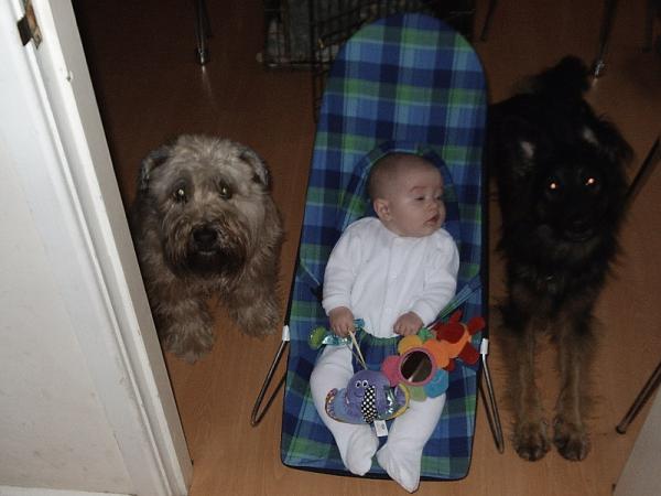 Soft coated wheaten terrier puppy cost?