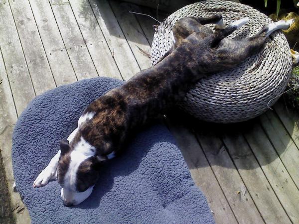 it must be lovely to be a well loved dog