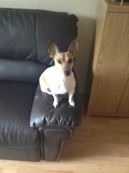 Devastated, my gorgeous pup has cancer