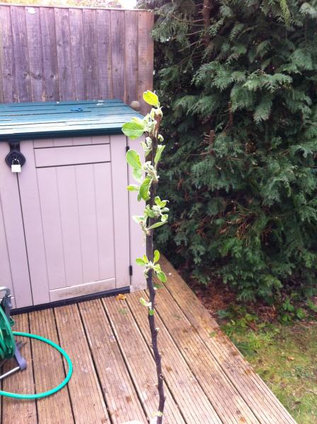 Support thread for anyone who has lost a parent ( 5 )