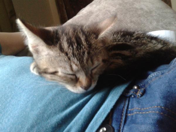 I have a beautiful, playful, affectionate 9 week old tabby girl...