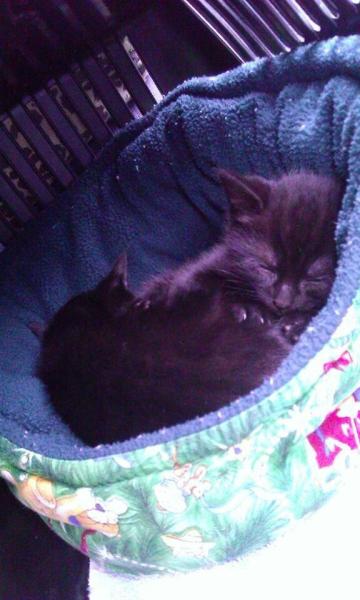 Oooh Grandkitties coming soon :D