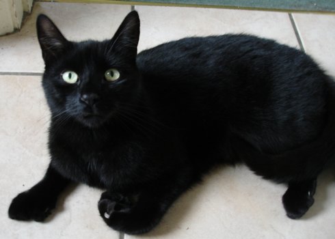 My cat has to be PTS, any tips on discussing with DDs?