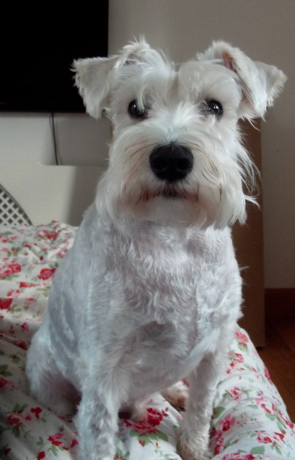Seriously considering a miniature schnauzer, looking for advice please.