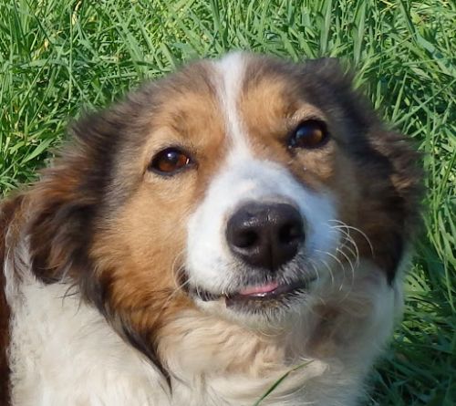 Border collies - would love to hear your experiences.