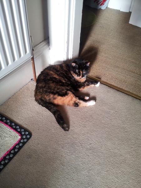To think cats are not pets, more fluffy forms of torture.