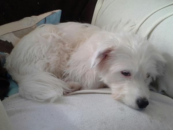Jack Russel puppy